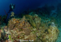 just a eel  cursing past by Simon Dyer 